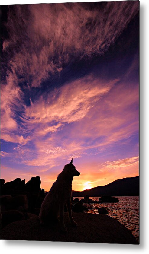 Dogs Metal Print featuring the photograph Dogs Dream Too by Sean Sarsfield