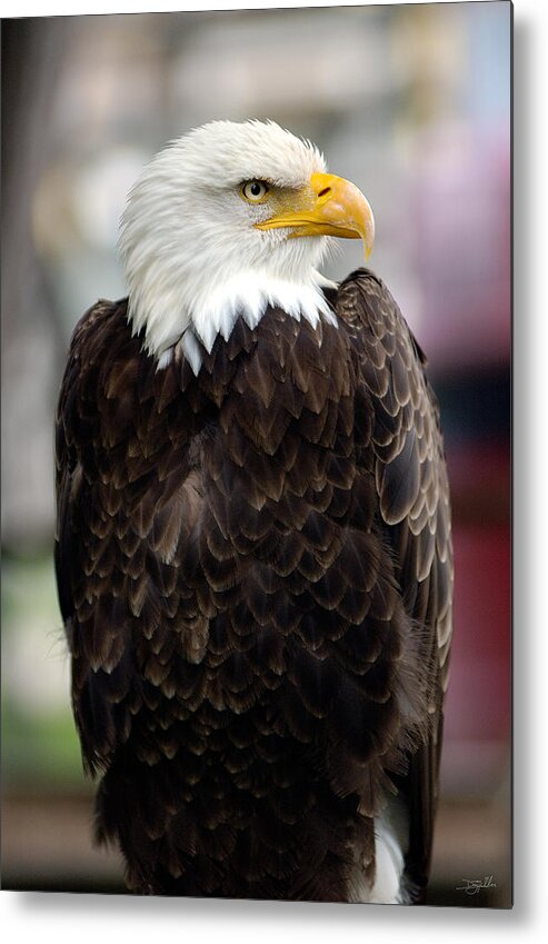 Eagle Metal Print featuring the photograph Eagle by Doug Gibbons