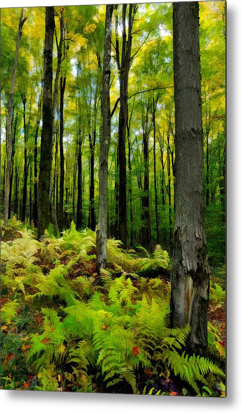 Ferns Metal Print featuring the photograph Ferns in the Forest - West Virginia by Dan Carmichael