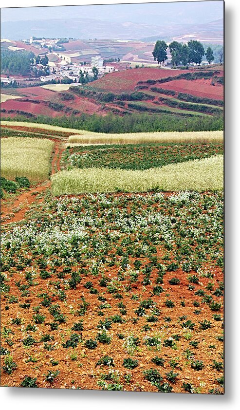 China Metal Print featuring the photograph Fields of the Redlands - 2 by Marla Craven