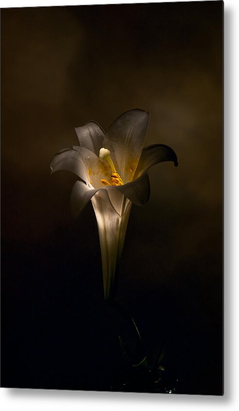 Flower Metal Print featuring the photograph Flashlight Series Easter Lily 5 by Lou Novick