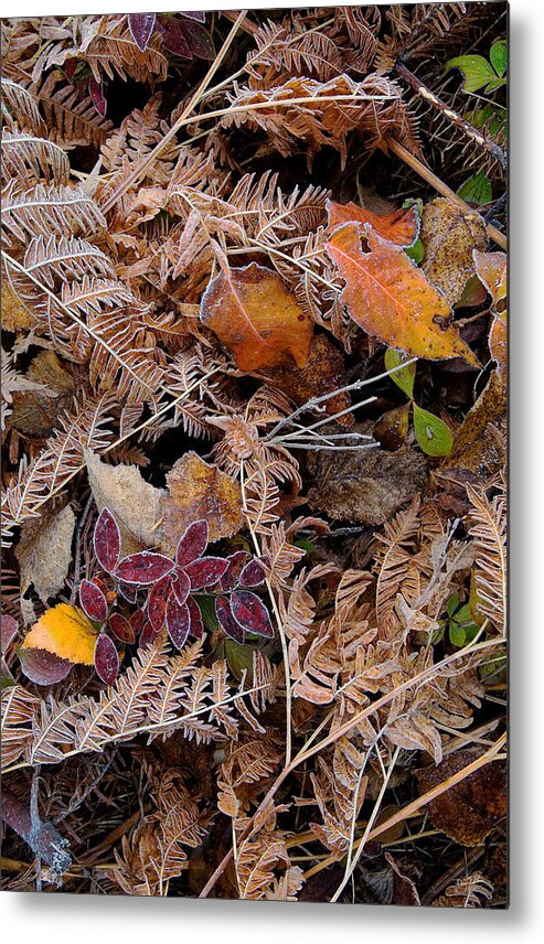 Canada Metal Print featuring the photograph Forest Ferns by Doug Gibbons