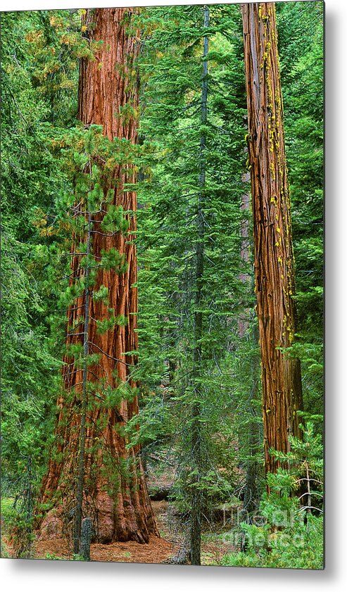 North America Metal Print featuring the photograph Giant Sequoias Sequoiadendron Gigantium Yosemite NP CA by Dave Welling