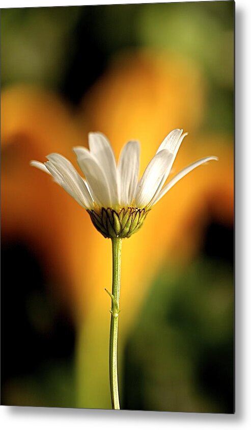 Daisy Metal Print featuring the photograph Golden Daisy by Don Ziegler
