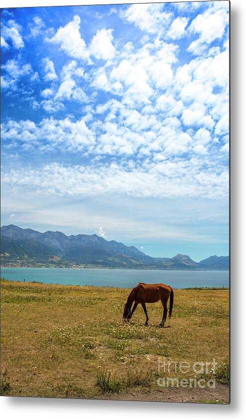 Grazing Horse Metal Print featuring the photograph Grazing horse at Kaikoura by Sheila Smart Fine Art Photography