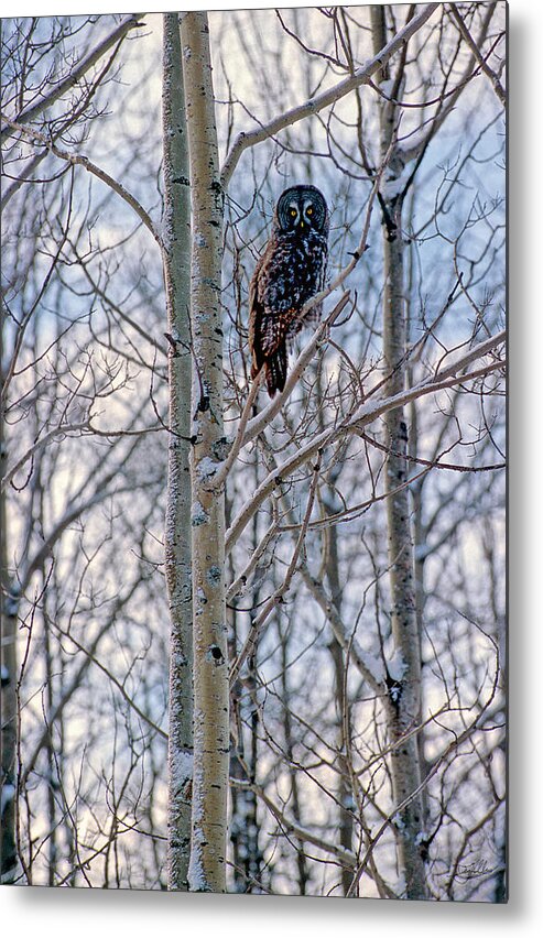 Canada Metal Print featuring the photograph Great Grey Owl by Doug Gibbons