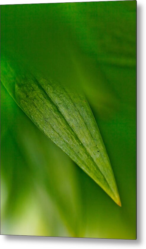 Leaf Metal Print featuring the photograph Green Edges by Az Jackson