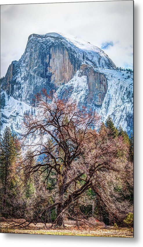 2017conniecooper-edwards Metal Print featuring the photograph Half Dome Meadow Tree Winter by Connie Cooper-Edwards