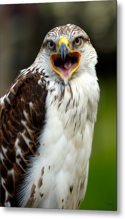 Hawk Metal Print featuring the photograph Hawk by Doug Gibbons