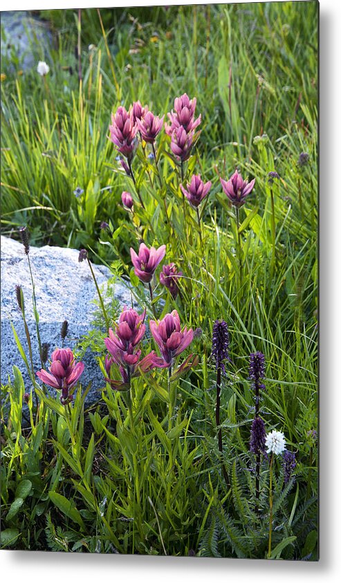 Magenta Metal Print featuring the photograph Magenta Meadow by Morris McClung