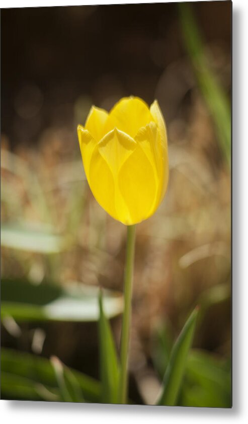 Tulip Metal Print featuring the photograph Morning Optimism by Morris McClung