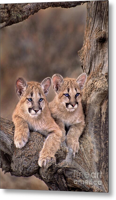 Dave Welling Metal Print featuring the photograph Mountain Lion Cubs Felis Concolor Captive by Dave Welling