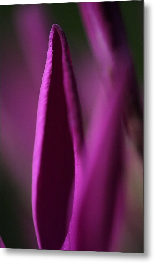 Purple Metal Print featuring the photograph Opening by Don Ziegler