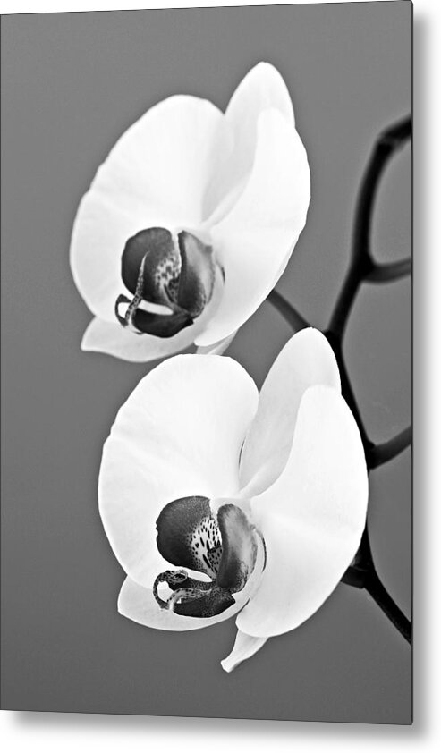 Orchid Metal Print featuring the photograph orchid-4- St Lucia by Chester Williams