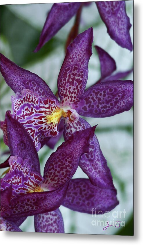 Orchids Metal Print featuring the photograph Orchid Awakening by John F Tsumas
