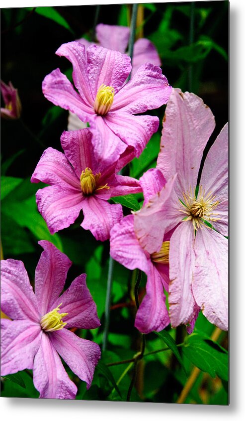 Flowers Metal Print featuring the photograph Pink Clematis by Louis Dallara