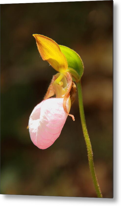 Pink Lady Slipper Metal Print featuring the photograph Pink Lady Slipper by Roupen Baker
