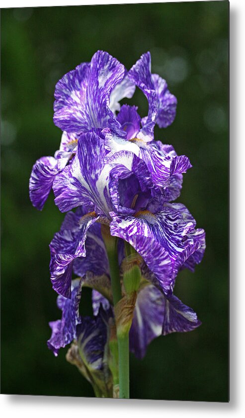 Iris Metal Print featuring the photograph Purple White Iris by Don Ziegler