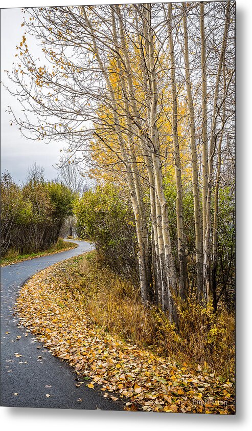 Autumn Metal Print featuring the photograph Rainy Autumn Walk by Tim Newton