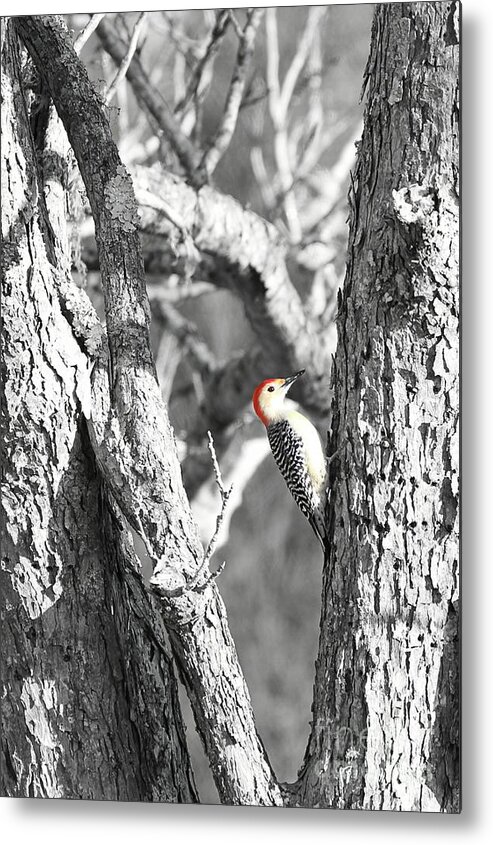 Woodpecker Metal Print featuring the photograph Red-Bellied Woodpecker by Benanne Stiens