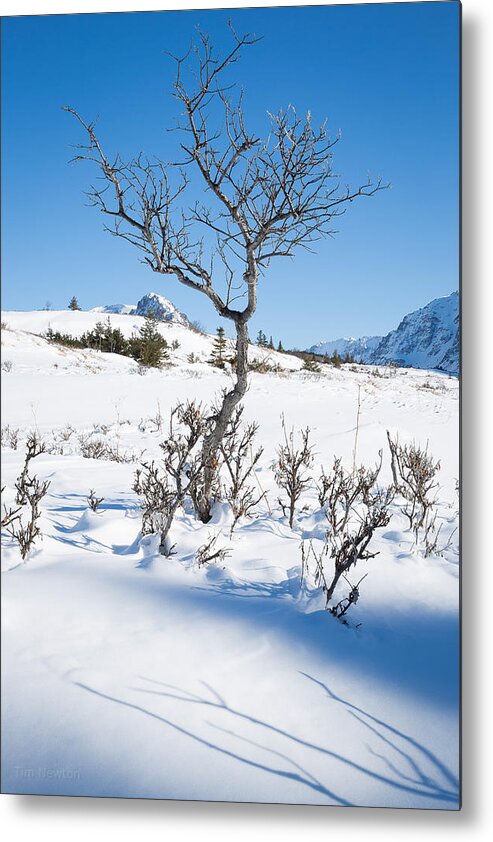 Winter Metal Print featuring the photograph Thinking of Spring by Tim Newton