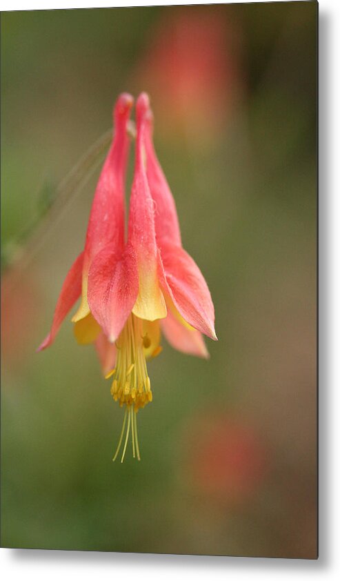 Columbine Metal Print featuring the photograph Wild Columbine by Don Ziegler