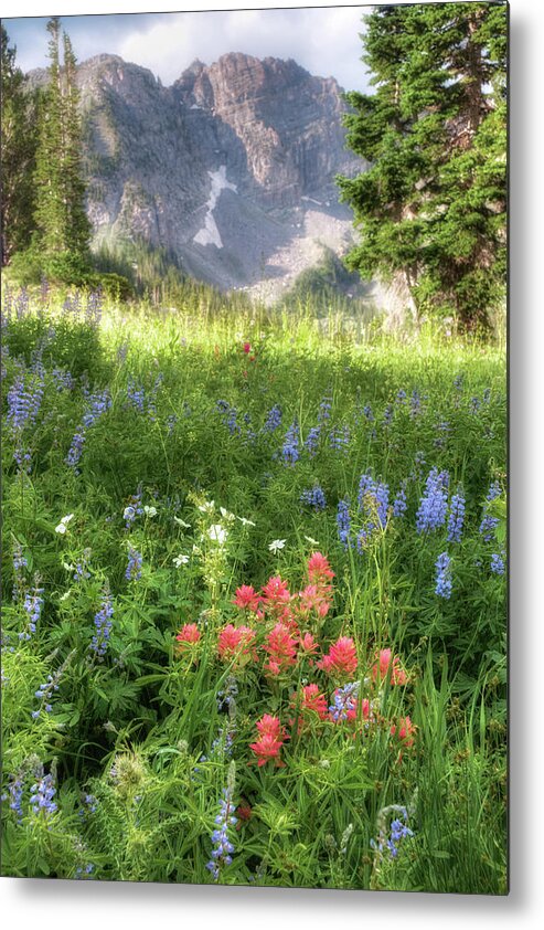 Meadows Metal Print featuring the photograph Wildflowers in Albion Basin Utah by Douglas Pulsipher