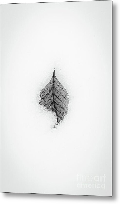 Winter Metal Print featuring the photograph Winter Leaf by David Hillier