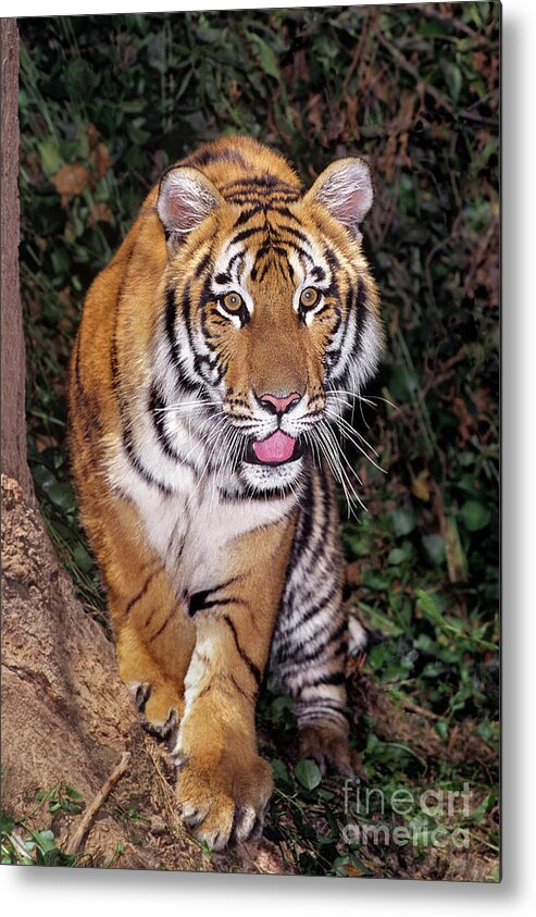 Bengal Tiger Metal Print featuring the photograph Bengal Tiger by Tree Endangered Species Wildlife Rescue by Dave Welling