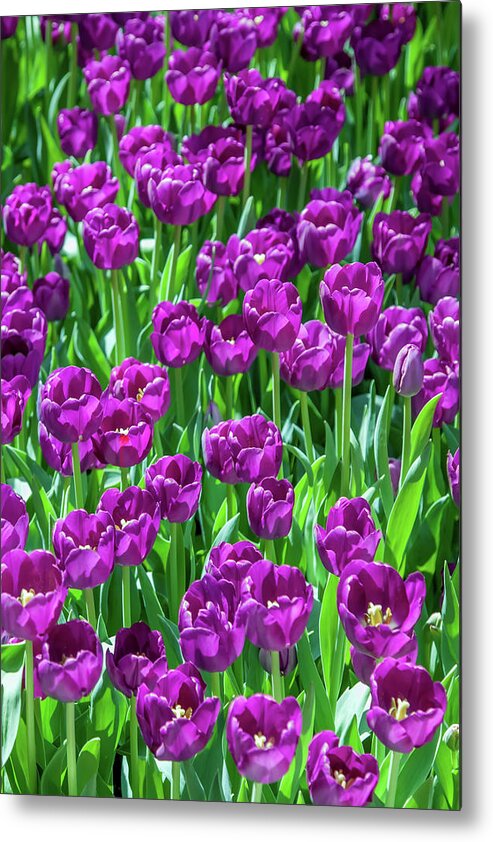 Flowers Metal Print featuring the photograph Flower Patterns Collection Set 02 by Az Jackson