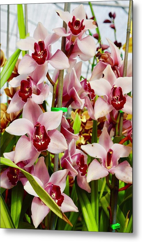 Flowers Metal Print featuring the photograph Pink Cymbidium Orchids II by Bnte Creations
