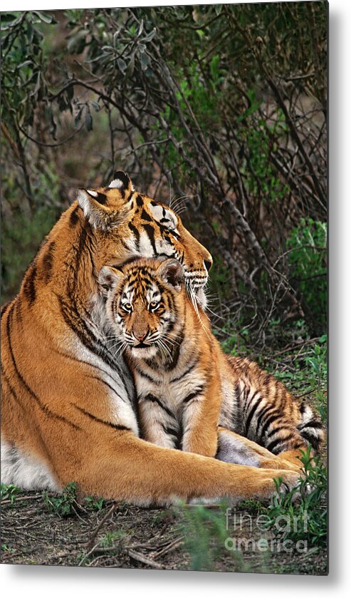 Siberian Tiger Metal Print featuring the photograph Siberian Tiger Mother and Cub Endangered Species Wildlife Rescue by Dave Welling