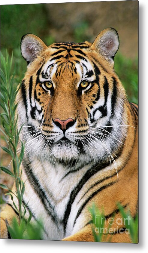 Siberian Tiger Metal Print featuring the photograph Siberian Tiger Staring Endangered Species Wildlife Rescue by Dave Welling