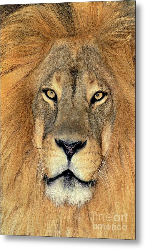African Lion Metal Print featuring the photograph African Lion Portrait Wildlife Rescue by Dave Welling