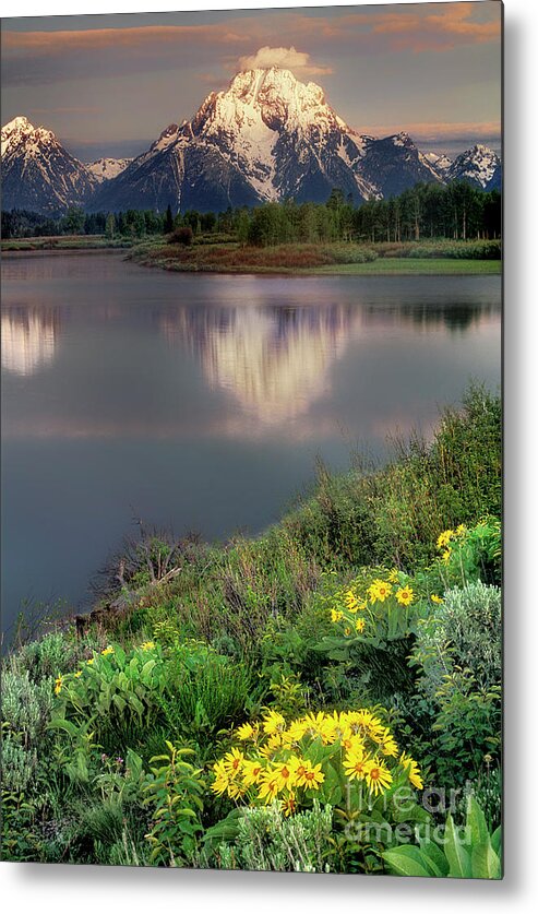Dave Welling Metal Print featuring the photograph Arrowleaf Balsamrood Mount Moran Grand Tetons Np by Dave Welling