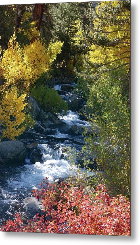 Bishop Creek Metal Print featuring the photograph Fall Color and Sun Rays on Bishop Creek by Bonnie Colgan