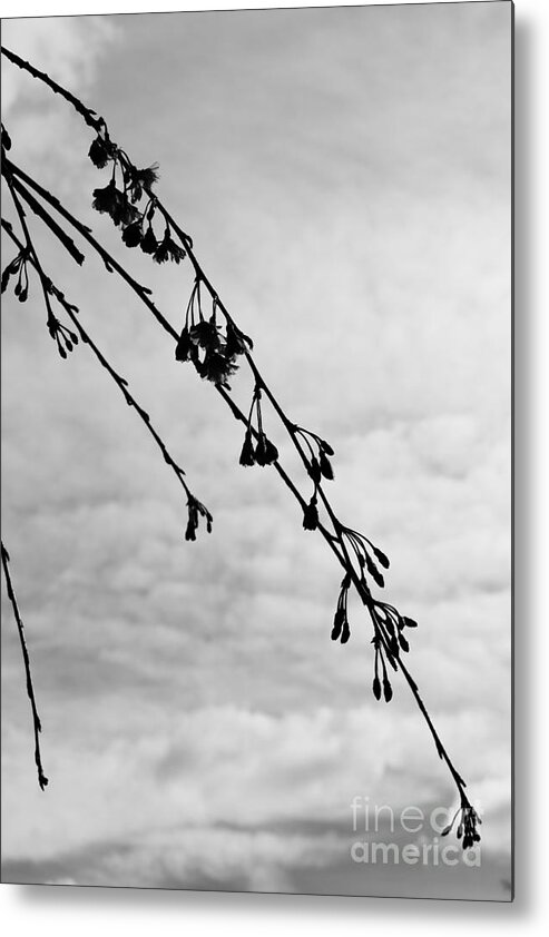 Cherry Blossoms Metal Print featuring the photograph Cherry Blossoms Buds by Fantasy Seasons