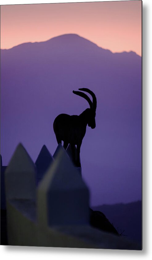 Andalucia Metal Print featuring the photograph Ibex and Mount Maroma by Gary Browne