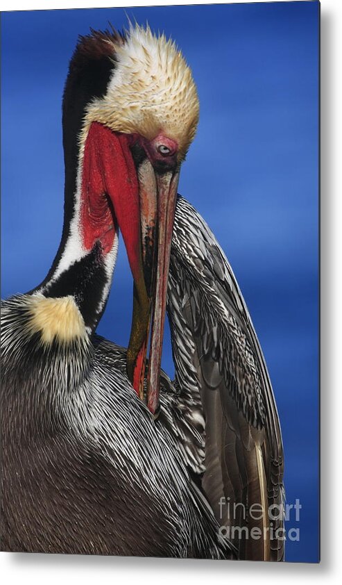 Pelicans Metal Print featuring the photograph Pelican In Breeding Colors by John F Tsumas