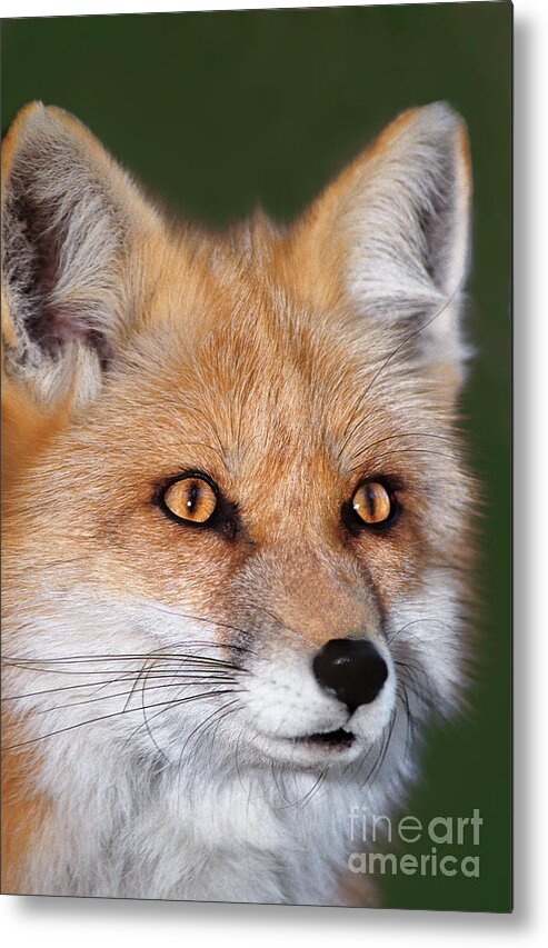Red Fox Metal Print featuring the photograph Red Fox Portrait Wildlife Rescue by Dave Welling