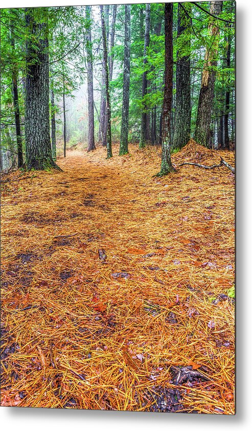 Hiking Metal Print featuring the photograph The Trail by Ed Newell