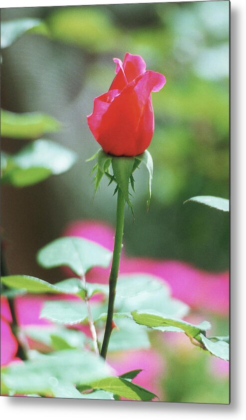 Single Red Rose Metal Print featuring the photograph Love at First Sight, Single Red Rose by Bonnie Colgan
