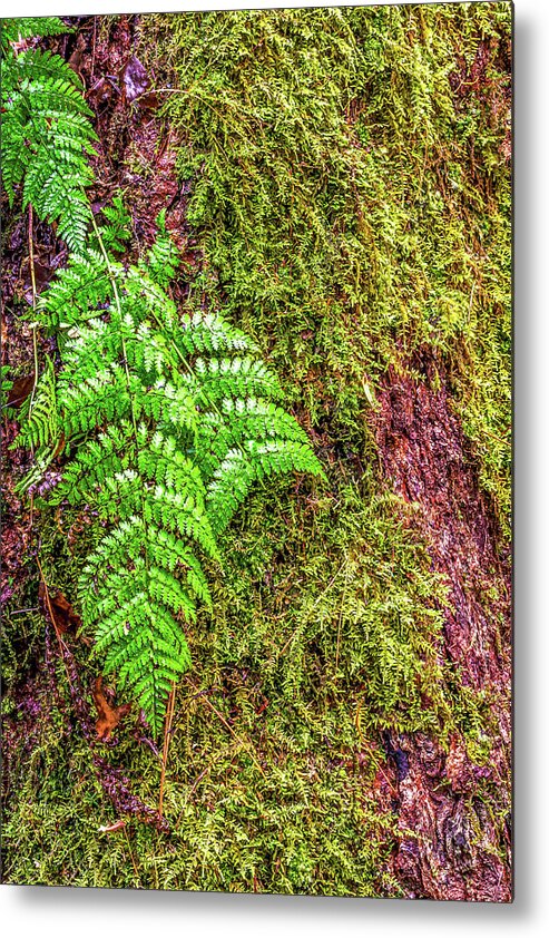 Outdoors Metal Print featuring the photograph Kentucky Tropics by Ed Newell