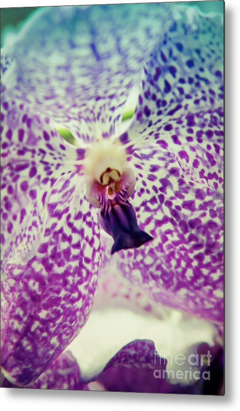 Singapore Metal Print featuring the photograph Vanda Orchid in Blue by Tanya Owens
