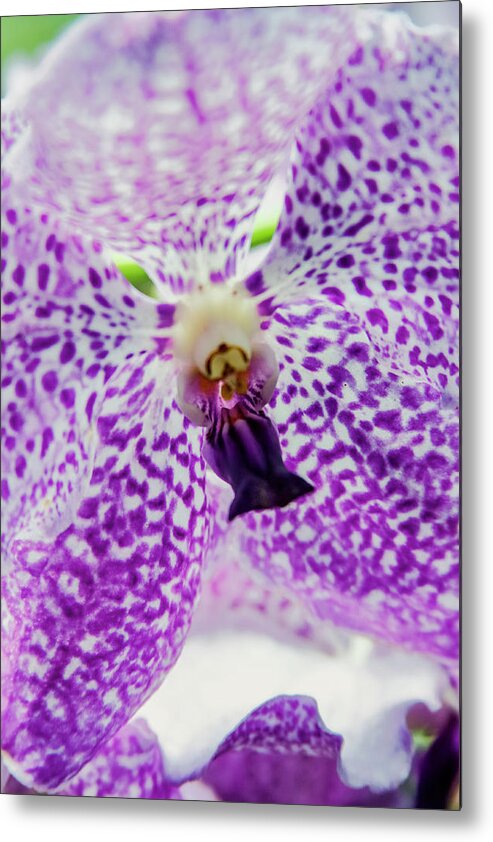 Singapore Metal Print featuring the photograph Vanda Orchid by Tanya Owens