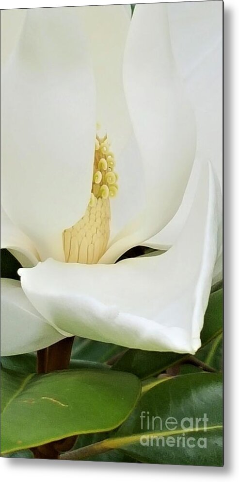 #flower #flower Blossom #white Flower #magnolia Blossom #magnolia #grand Magnolia Blossom #magnolia Flower #white Magnolia Flower Close Up #magnolia Yoga Mat #magnolia Yoga Asana Mat #grand Magnolia Flower Photograph #grand Magnolia Images  Metal Print featuring the photograph Grand Magnolia by Daun Soden-Greene