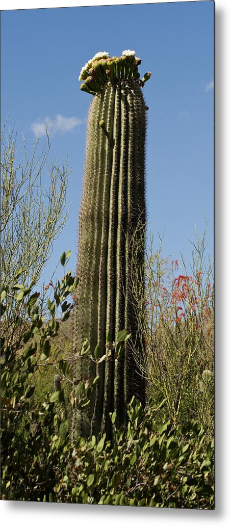 Saguaro Cactus  Cactus Metal Print featuring the photograph Saguaro Cactus by Daniel Hebard