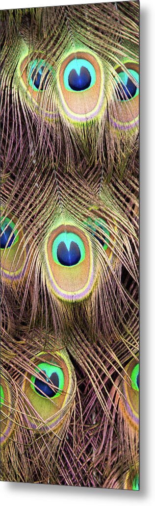 Magnolia Gardens Metal Print featuring the photograph Fan of Feathers #1 by Joye Ardyn Durham