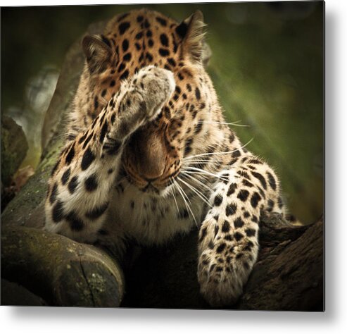 Animal Metal Print featuring the photograph Amur Leopard by Chris Boulton