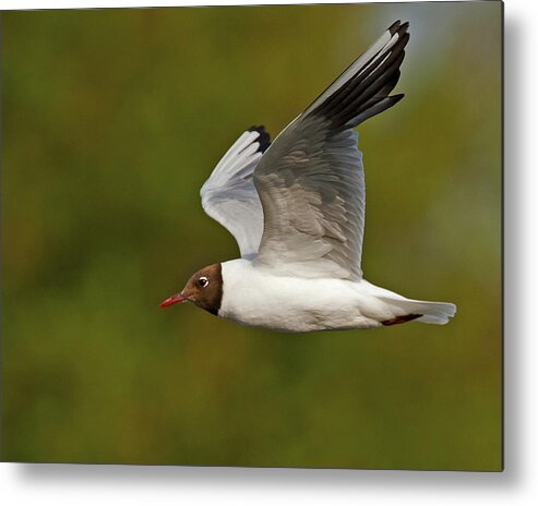 Gulls Metal Print featuring the photograph Black Headed Gull #1 by Paul Scoullar